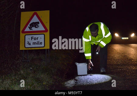 Toad Patrol su una trafficata Hampshire lane. In primavera ogni anno migliaia e migliaia di rospi, rane e tritoni migrare dai loro siti di ibernazione di allevamento Foto Stock