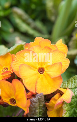 Comune di primule (Primula vulgaris) in primavera nel Regno Unito. Foto Stock