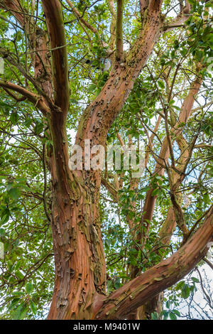 Paperbark Maple tree (Acer griseum), a reddish tree with peeling bark growing in Spring in the UK. Foto Stock