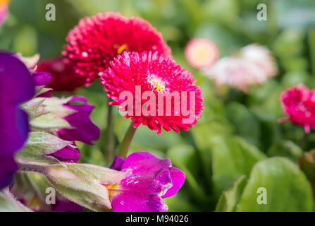 Bellis perennis, probabilmente Pomponette 'Red', Margherite inglese dalla serie Pomponette cresce in primavera nel Regno Unito. Rosso inglese Daisy. Foto Stock