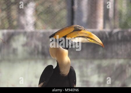 Grande hornbill indiano (Buceros simum) nella foresta Foto Stock