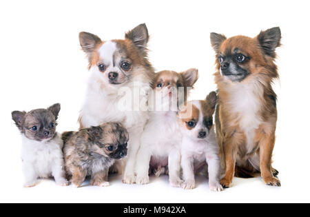 Cuccioli chihuahua e adulti di fronte a uno sfondo bianco Foto Stock