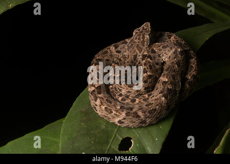 Un fer-de-lancia (Bothrops atrox) dal Perù, questa è la regione più letale specie di serpente, contabilità per la maggior parte dei morsi di serpente. Foto Stock