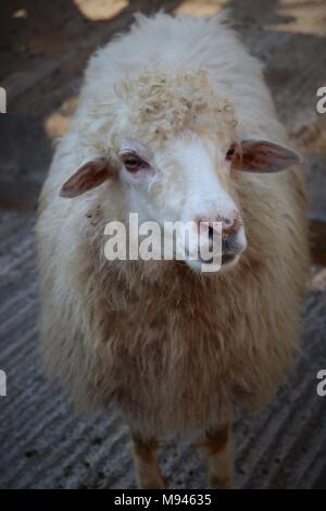 Una pecora in zoo di Rabat, Marocco guarda dritto verso la fotocamera Foto Stock