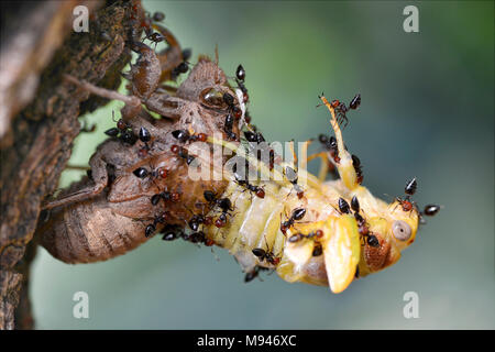 Profilo di macro cicala Lyristes Plebeja emergenti dalla sua esuvia attaccati da formiche Foto Stock