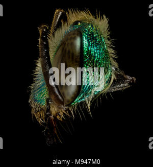 Agapostemon splendens, f, faceside, Anne Arundel, MD Foto Stock