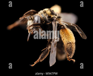 Svastra obliqua, f, lato, MD, kent county Foto Stock