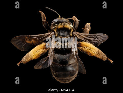 Svastra obliqua, f, retro, MD, kent county Foto Stock