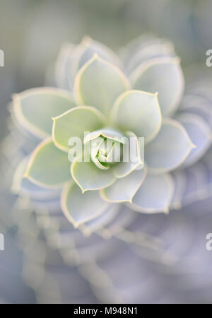 Il mirto (Euforbia Euphorbia myrsinites) Foto Stock