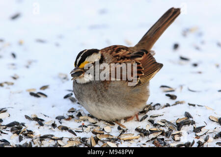 White throated sparrow (Zonotrichia albicollis) su terreno innevato con scafi di semi sparsi intorno. Foto Stock