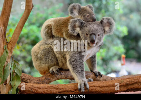 Madre koala con il bambino sulla schiena, su albero di eucalipto. Foto Stock