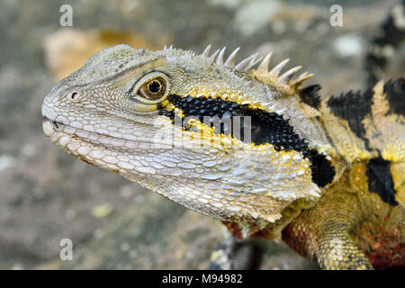 Ritratto di acqua australiano dragon (Intellagama lesueurii) Foto Stock