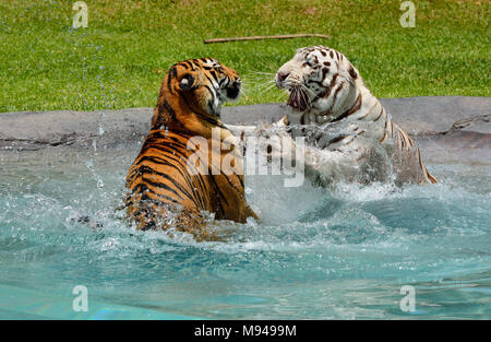 Il bianco e il bengali tigers giocando e combattendo in acqua. Foto Stock