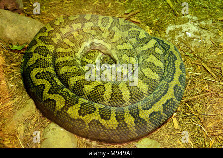 Scrub (python Morelia kinghorni) è il più grande serpente trovato in Australia. Foto Stock