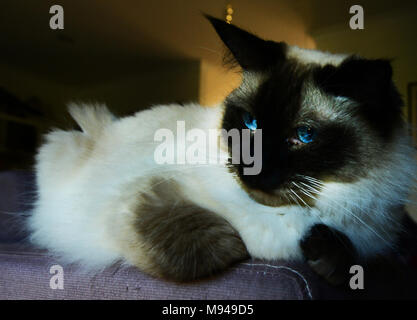 Una Rag Doll cat. Foto Stock