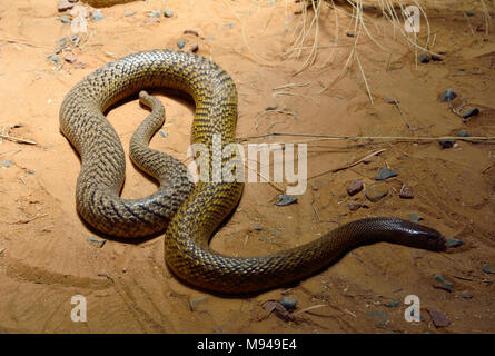 Inland taipan (Oxyuranus microlepidotus) è la maggior parte di serpenti velenosi nel mondo, endemico dell'Australia centrale. Foto Stock