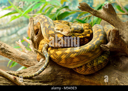 Scrub (python Morelia kinghorni) è il più grande serpente trovato in Australia. Foto Stock