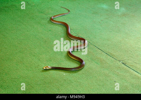 Orientale snake marrone (Pseudonaja textilis) indoor sul tappeto verde piano con testa sfocate, in movimento. Orientale snake marrone è estremamente velenose snak Foto Stock