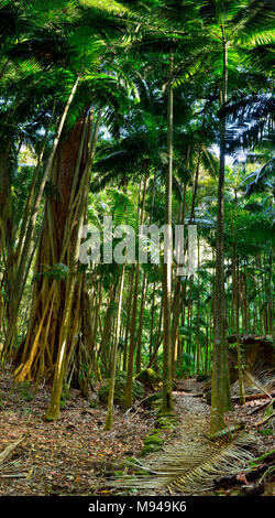 La foresta tropicale nel Parco Nazionale di Lamington, Queensland, Australia. Foto Stock