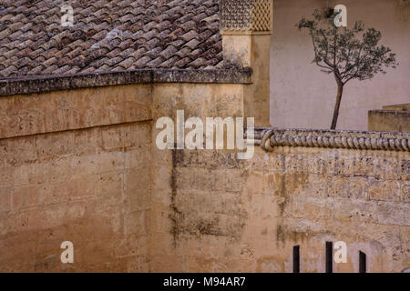 Il vecchio edificio in Matera Italia con un solitario piccolo albero di olivo in alto su un balcone Foto Stock