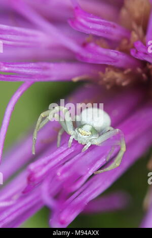 Bianco ragno granchio, Misumena vatia e marsh thistle, Cirsium palustre Foto Stock