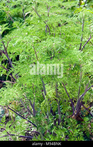 Kaschmirdolde, Selinum wallichianum, Heilpflanze Foto Stock