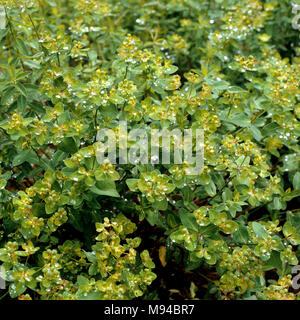 Warzen-Wolfsmilch; Euphorbia verrucosa Foto Stock
