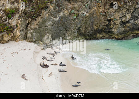 Guarnizione di tenuta del porto (Phoca vitulina) mamme & cuccioli, Cina Cove, Pt. Lobos Riserva Naturale Statale, CA, Stati Uniti d'America, aprile, da Dominique Braud/Dembinsky Foto Assoc Foto Stock