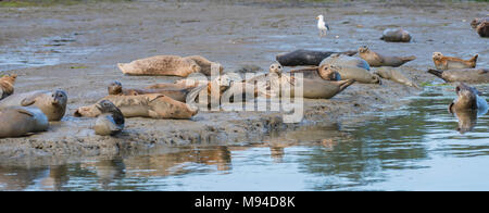 Le guarnizioni di tenuta del porto (Phoca vitulina) mamme e cuccioli, Elkhorn Slough, vicino a Moss Landing, CA, Stati Uniti d'America, a metà aprile, da Dominique Braud/Dembinsky Foto Assoc Foto Stock