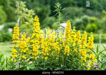 Bella estate fiori nel giardino - giallo loosestrife, (Lysimachia punctata) Foto Stock