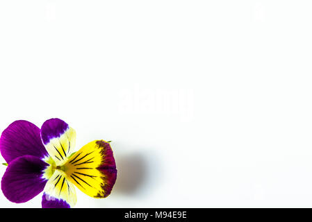 Cornice floreale con fiori viola su sfondo bianco Foto Stock