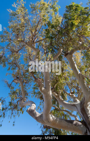 Basso angolo di visione dei rami del non native di eucalipto, il sud della Francia, Europa Foto Stock