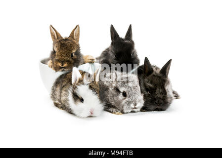 Studio shot di cinque conigli giovani. Due di loro sono seduti in tazze da caffè, gli altri tre sono seduti di fronte a. Foto Stock