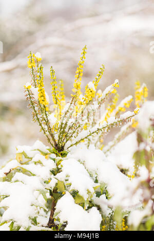 Mahonia media flower coperte di neve in inverno regno unito Foto Stock