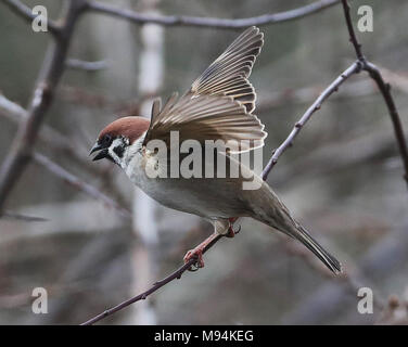 È sotto embargo per 0001 Venerdì 23 Marzo un rosso-elencati tree sparrow a Leas e Whitburn Parco costiero in South Tyneside, come il National Trust ha detto che i rari passeri hanno fatto rimbalzare indietro dal baratro presso la riserva naturale creata sul sito di una miniera di carbone abbandonate. Foto Stock