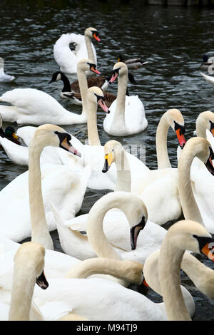 Roundhay Park, Leeds. 22 Mar, 2018. Meteo REGNO UNITO: 22 marzo 2018 un solitario Whooper swan appendere fuori con la regolare cigni a Roundhay Park in Leeds sul lago di Waterloo. Whooper swans sono principalmente un inverno visitatore dall'Islanda che può essere visto da ottobre a marzo che compongono un inverno su una popolazione di circa 11000 uccelli con 23 note coppie coniugate rendendo la razza una lista ambra pianificazione 1 elencati di uccello. Credito: Andrew Gardner/Alamy Live News Foto Stock