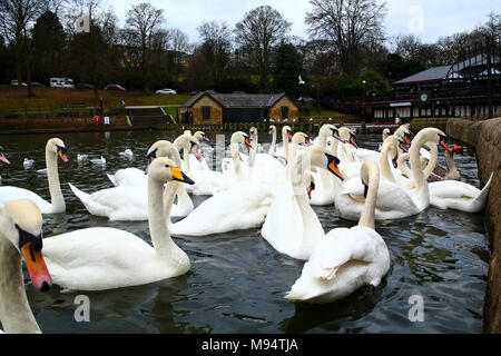 Roundhay Park, Leeds. 22 Mar, 2018. Meteo REGNO UNITO: 22 marzo 2018 un solitario Whooper swan appendere fuori con la regolare cigni a Roundhay Park in Leeds sul lago di Waterloo. Whooper swans sono principalmente un inverno visitatore dall'Islanda che può essere visto da ottobre a marzo che compongono un inverno su una popolazione di circa 11000 uccelli con 23 note coppie coniugate rendendo la razza una lista ambra pianificazione 1 elencati di uccello. Credito: Andrew Gardner/Alamy Live News Foto Stock