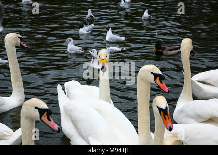 Roundhay Park, Leeds. 22 Mar, 2018. Meteo REGNO UNITO: 22 marzo 2018 un solitario Whooper swan appendere fuori con la regolare cigni a Roundhay Park in Leeds sul lago di Waterloo. Whooper swans sono principalmente un inverno visitatore dall'Islanda che può essere visto da ottobre a marzo che compongono un inverno su una popolazione di circa 11000 uccelli con 23 note coppie coniugate rendendo la razza una lista ambra pianificazione 1 elencati di uccello. Credito: Andrew Gardner/Alamy Live News Foto Stock