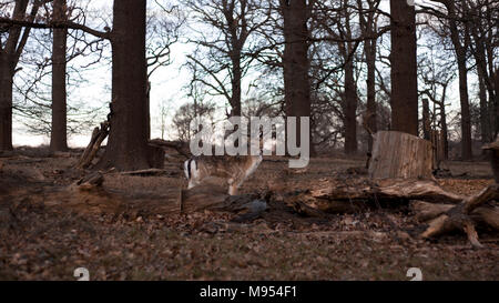 Cervi in Richmond Park Foto Stock