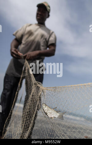 Momodou, un pescatore locale, tira dentro la sua cattura di triglia che egli spera di vendere a locale per i ristoranti nella città turistica di Kotu, il Gambia. Foto Stock