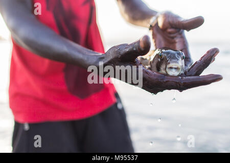 Un pescatore locale contiene un Pufferfish dopo averlo trovato nella sua rete. Pufferfish possono essere letali se non cotti correttamente in modo che vengono rilasciati dopo essere stato catturato. Kotu, il Gambia.