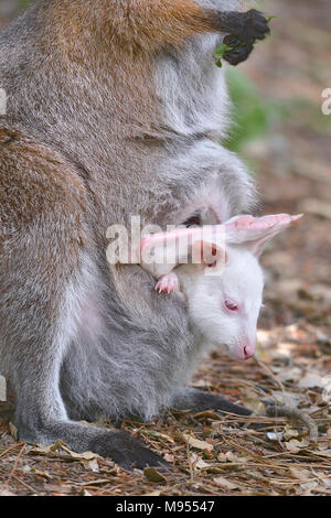 Rosso Colli o wallaby wallaby di Bennett (Macropus rufogriseus) e la sua albino joey nella tasca Foto Stock