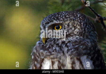 Gufo pigmico, Glaucidium passerinum, foto testa, macro Foto Stock