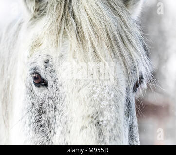 In prossimità di un cavallo Percheron, Manitoba, Canada. Foto Stock