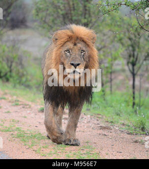 Il Sudafrica è una destinazione turistica popolare per la sua miscela di veri africani e esperienze europee. Il Kruger Park umido leone maschio close-up. Foto Stock