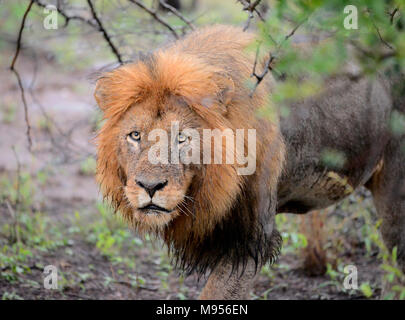 Il Sudafrica è una destinazione turistica popolare per la sua miscela di veri africani e esperienze europee. Il Kruger Park umido leone maschio close-up. Foto Stock