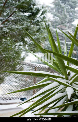 Vista ritagliata della neve fresca caduta su una pianta di yucca Foto Stock