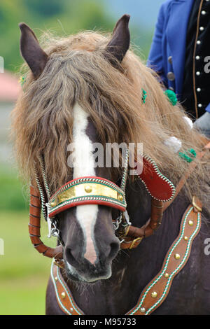 Splendidamente decorate cavalli su un pellegrinaggio cattolico in Baviera, Germania Foto Stock