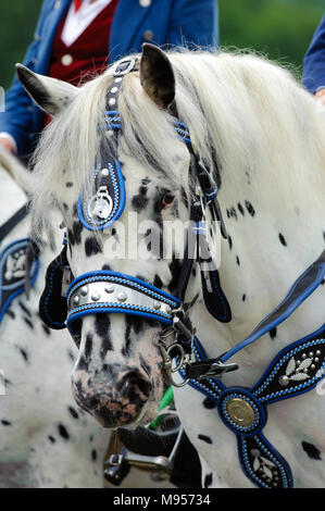 Splendidamente decorate cavalli su un pellegrinaggio cattolico in Baviera, Germania Foto Stock