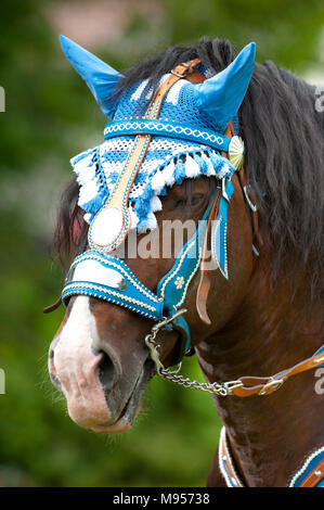 Splendidamente decorate cavalli su un pellegrinaggio cattolico in Baviera, Germania Foto Stock